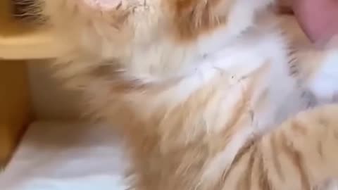😹Cats Doing Cat Things😹 (3)