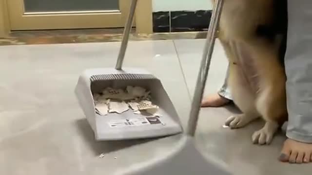 A dog that makes mistakes 🐶🐶#🐶 #dog #