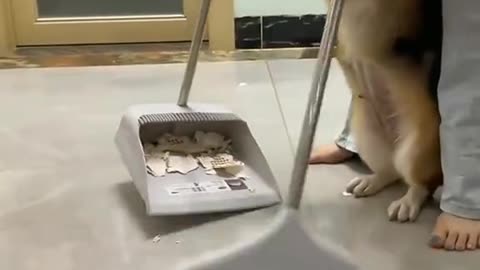 A dog that makes mistakes 🐶🐶#🐶 #dog #