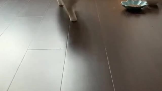 Best Funny Cats and Dogs