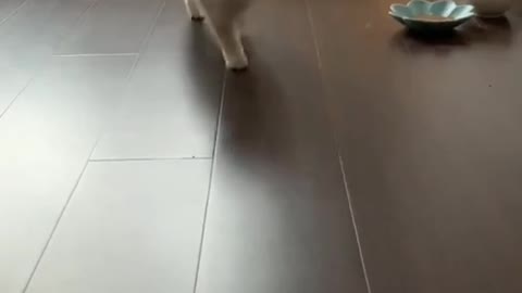 Best Funny Cats and Dogs
