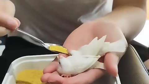 Be kind to birds & Feed them happily 😂💕