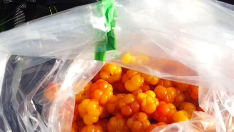 Cloudberries