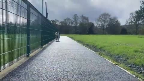 Adorable Baby Girl Walks Her Dog! Phil Got A Coat For His Alopecia!! (So Cute!)