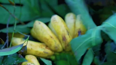 How to village Cooking | 🍌👍😀🥣 video, viral,