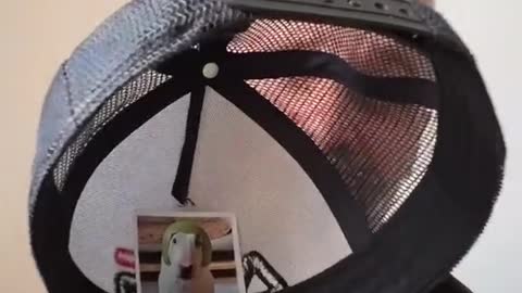 stitchcon#pet