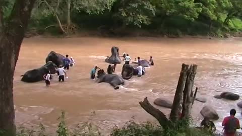 Washing elephants in Chiang Mai Thailand