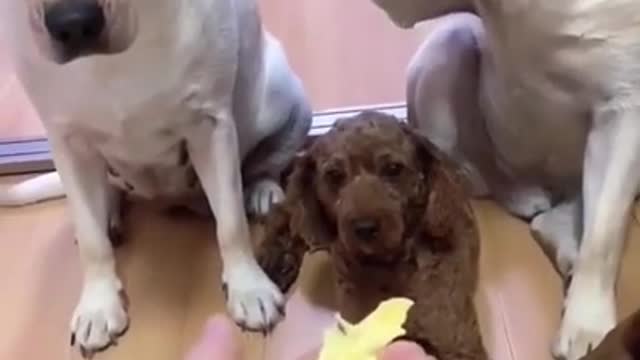 Dog Tattles On Brother and Brother doesn't Like It