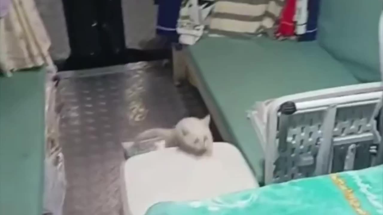 Cute animals 0