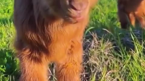 Funny Babby Cow