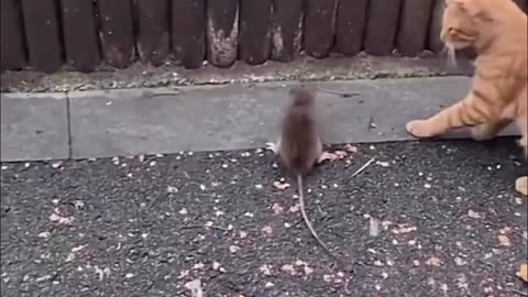 Cat and rat WWE wrestling funny cat and rat