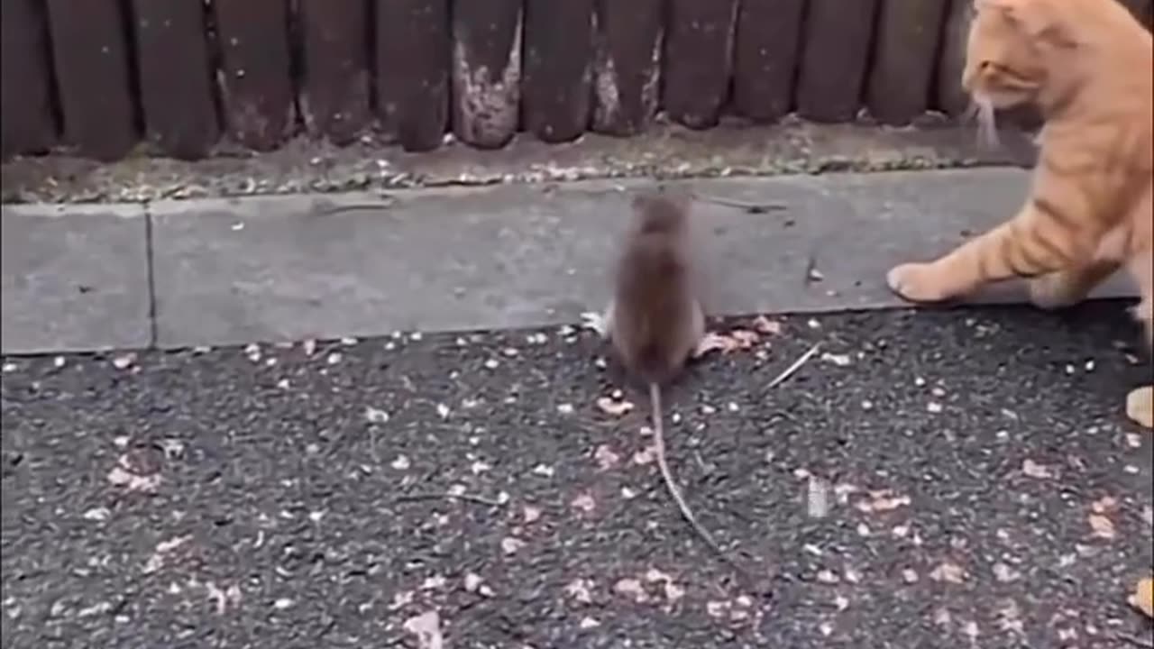 Cat and rat WWE wrestling funny cat and rat
