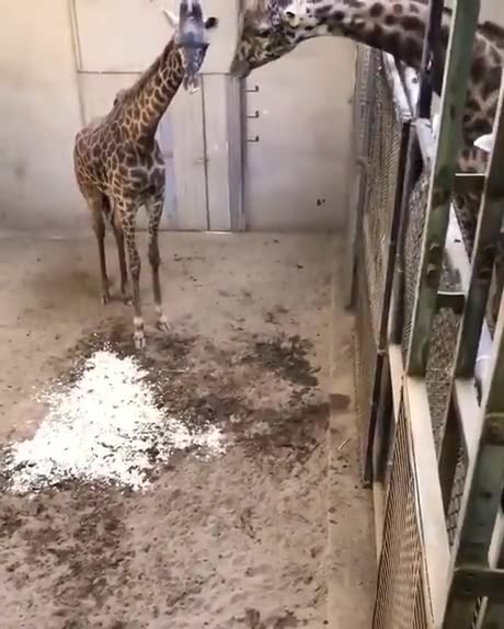 Shorts - Baby Giraffe