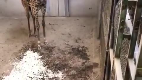 Shorts - Baby Giraffe