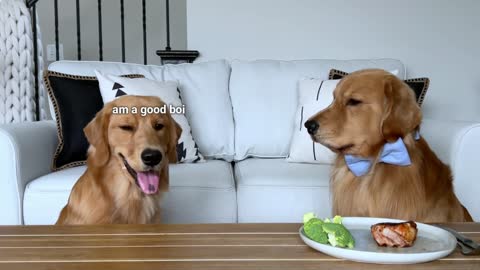 Leaving My Dogs Alone with a Juicy Pork Chop