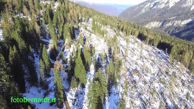 Alberi abbattuti dal vento a Malga Dimaro - Val di Sole
