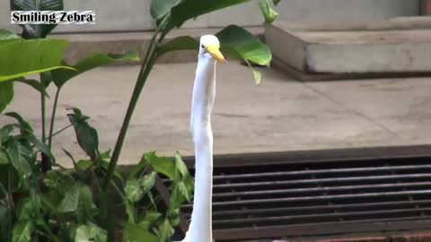 EGRET EATS MOUSE