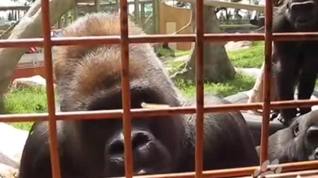 The Calgary Zoo's gorillas entertained by caterpillar