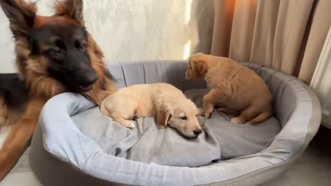 German Shepherd Treats Golden Retriever Puppies Like His Own