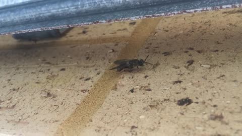 2018 03 16 Black Soldier Fly in my Garage