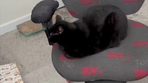 Adopting a Cat from a Shelter Vlog - Cute Precious Piper is a Well Done Office Loaf #shorts