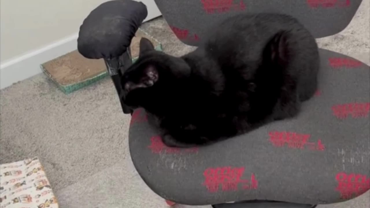 Adopting a Cat from a Shelter Vlog - Cute Precious Piper is a Well Done Office Loaf #shorts