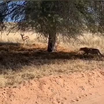 CHEETAH VS GAZZELLE