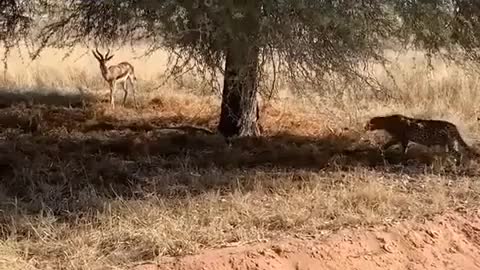 CHEETAH VS GAZZELLE