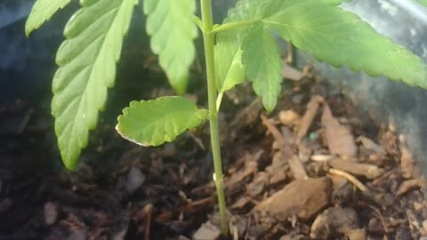 My weed olants