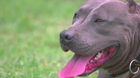 puppy dog video