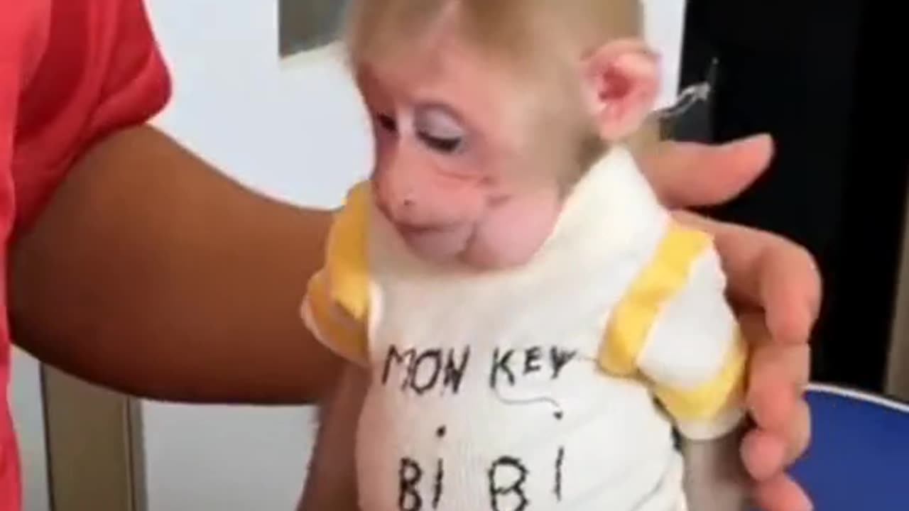 Cute baby monkey