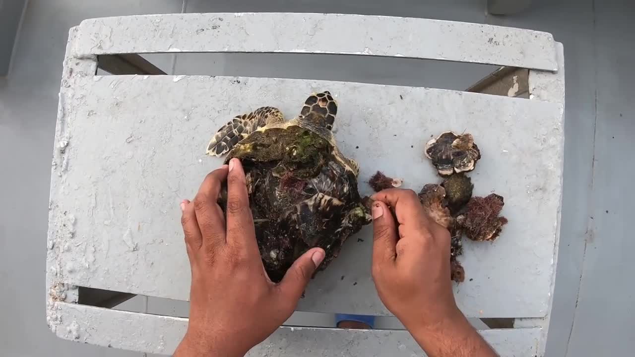 Rescue Sea Turtle Removing Barnacles From a Poor Sea Turtle | animals, Nature, turtles, ocean, ASMR