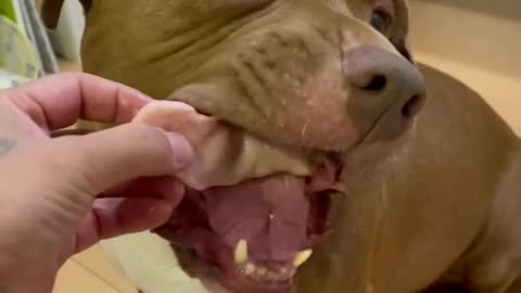 ASMR MUKBANG Pitbull Eating Raw Foods Mutton