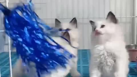 one looked like a handful of snow
