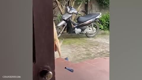 Funny video of animal