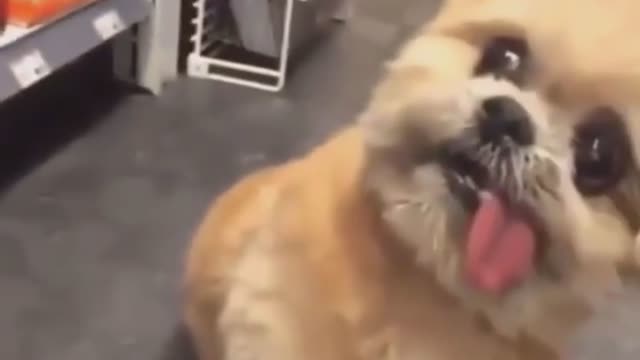 Funny Pets 2 || Try Not To Laugh To These Pets Compilation