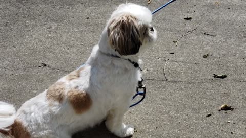 Rosie The Shihtzu's Outside Adventure