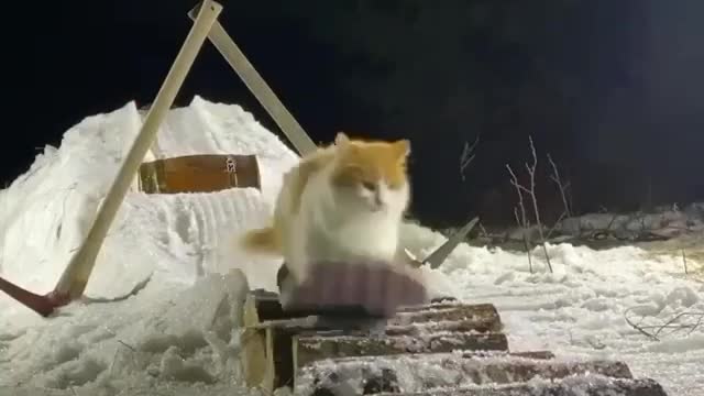 Sliding out of work be like???🤣🤣😅😅 |FUNNY CAT #Eps.03