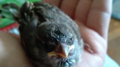 Jack Sparrow - 10 days old