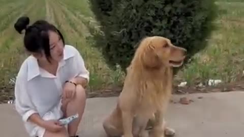 उल्लू बनाया बड़ा मजा आया part 2 | dog funny 🤣