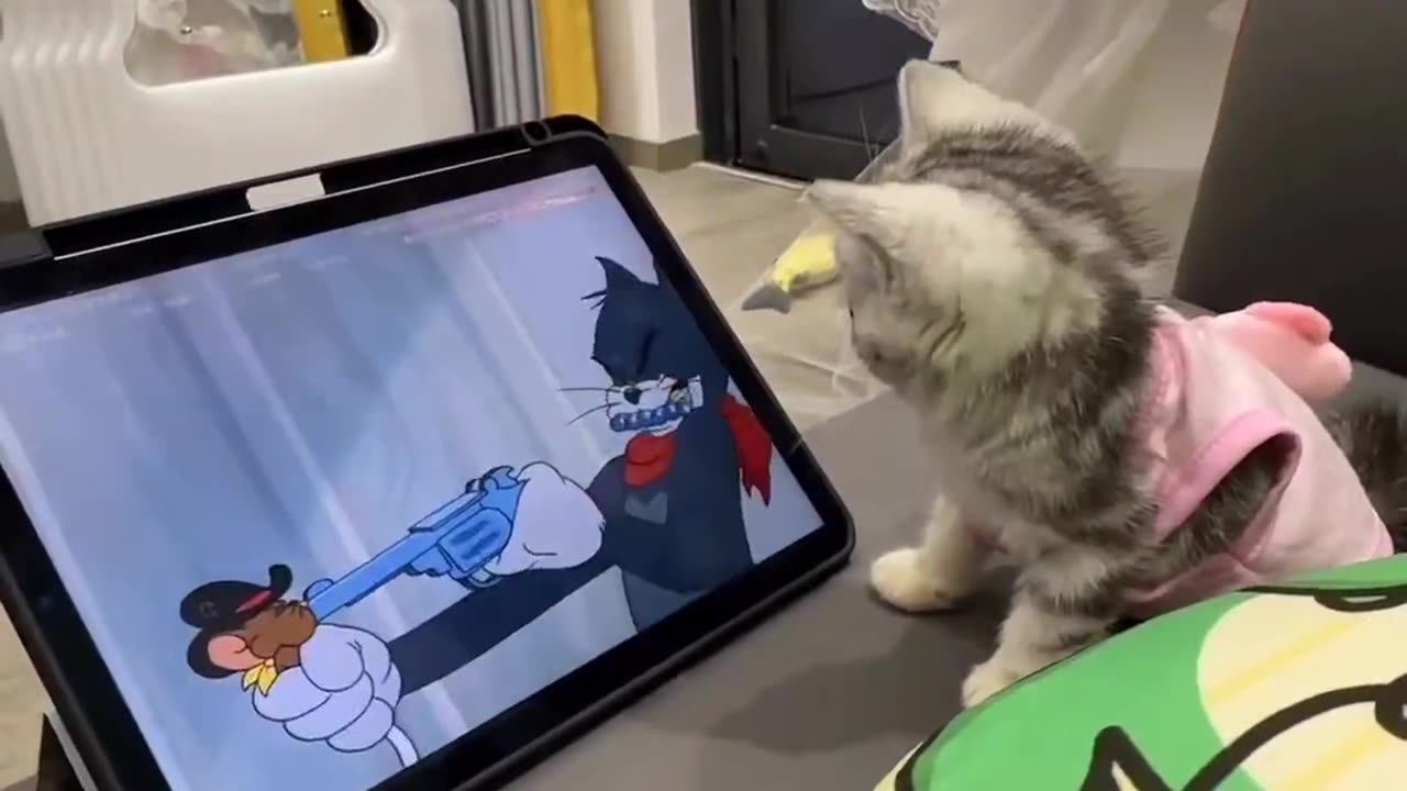 cute cat supporting her friend