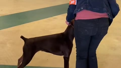 doberman training # 17