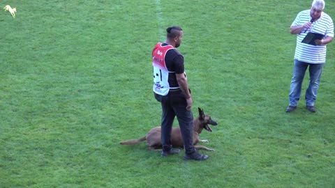 Watch 5 of the best WKC Dog Show moments to celebrate National Puppy Day | FOX SPORTS