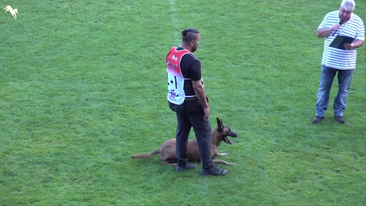 Watch 5 of the best WKC Dog Show moments to celebrate National Puppy Day | FOX SPORTS