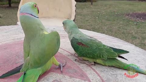 Talking Indian Ringneck Parrot Greeting Baby Parrot - Funny Dancing And Talking Parrot_p6