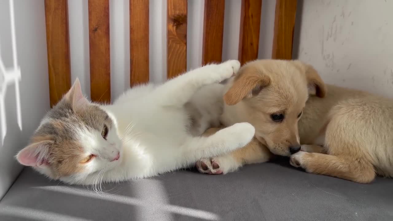 Funny Kitten Shocked by the New Puppy!