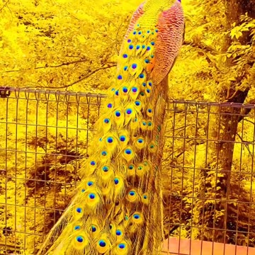 y2mate.com - Peacock In The Wind Beautiful Colourful Natural Peacocks Video 03_1080p