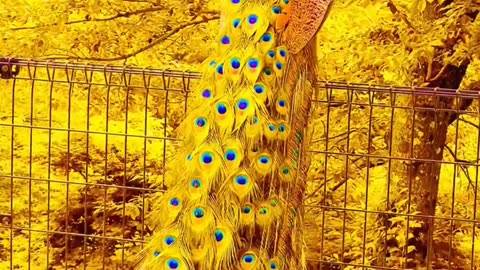 y2mate.com - Peacock In The Wind Beautiful Colourful Natural Peacocks Video 03_1080p