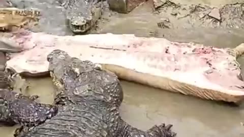 crocodile eating pork #shorts