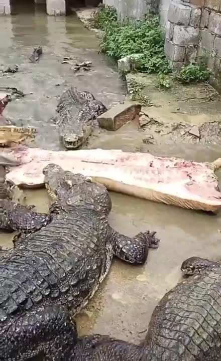 crocodile eating pork #shorts
